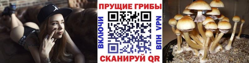 Галлюциногенные грибы прущие грибы цены Невинномысск