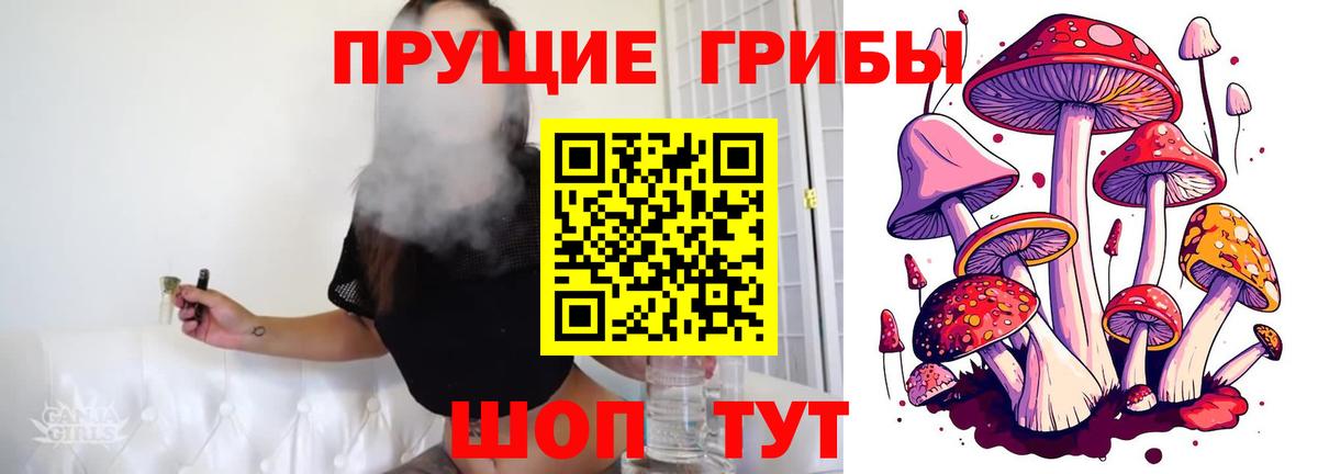 Псилоцибиновые грибы Psilocybine cubensis Невинномысск